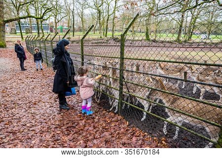 Zeist, Netherlands - January 04, 2020. People Feeding Fawns In Reservation In Forest