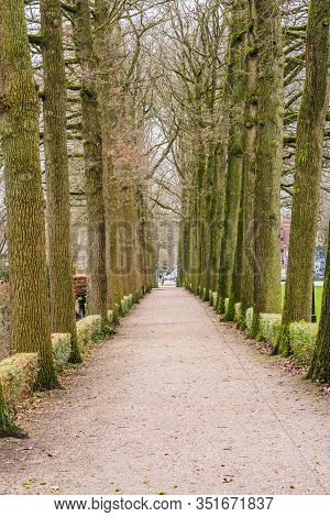 Alley Of The Trees In Zeist, Netherlands