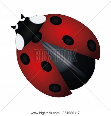 Isolated Red Ladybug Image. Cute Isect - Vector