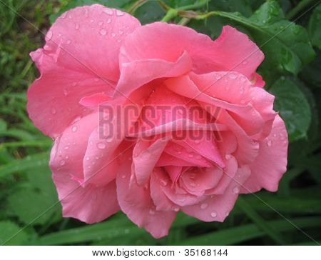 color de rosa