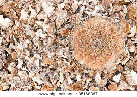 Sunflower Dry Background