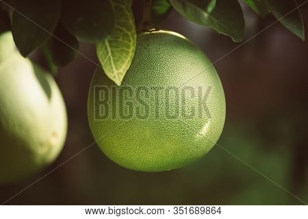 Ripe Pomelo Fruits Hang On The Trees In The Citrus Garden. Harvest Of Tropical Pomelo In Orchard. Po