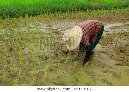 Ris plantering