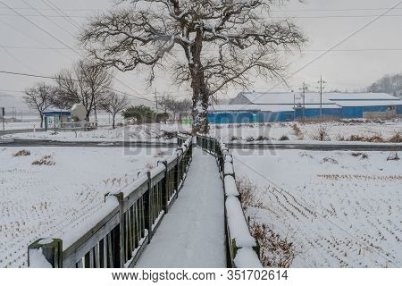 Leafless Tree At End Of Wooden Walkway After Snow Storm.
