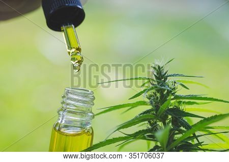 The Hands Of Scientists Dropping Marijuana Oil For Experimentation And Research,  Concept Of Herbal 