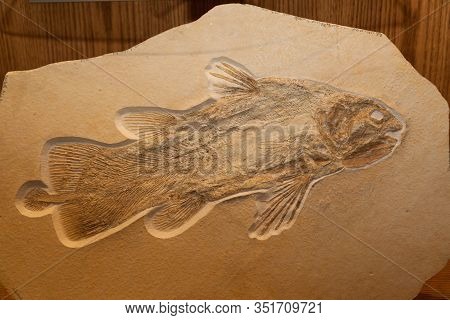 The Well Preserved And Ancient Fossil Of A Coelacanth Fish Displayed On A Limestone Slab.