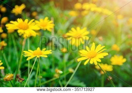 Yellow Dasie Flower With Green Leaf Background