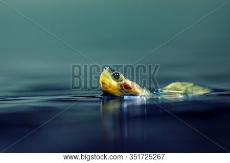 The Brown Roofed Turtle (pangshura Smithii ) Portait On The Surface Of The Pond.