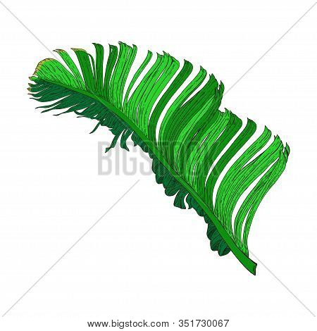 Color Vector Illustration Of A Palm Leaf. Botanical Drawing. Single Image On A White Background.