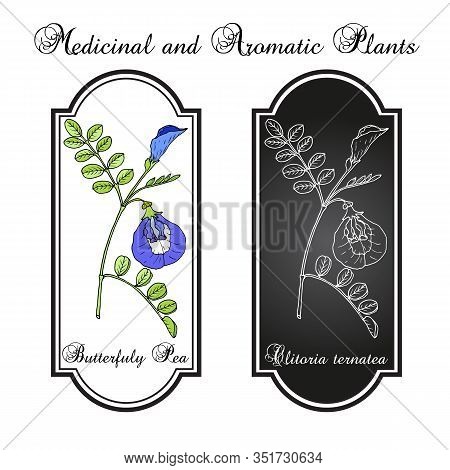 Butterfly Pea Litoria Ternatea , Or Bluebellvine, Medicinal Plant. Hand Drawn Botanical Vector Illus