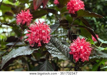 Flowering Plant In Family Acanthaceae. Jacobinia Carnea Flower As Natural Background