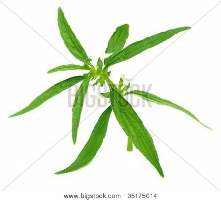 Leucas aspera or medicinal dondokolosh leaves