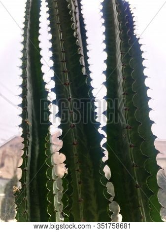 Echinopsis Pachanoi, Known San Pedro Cactus, Fast Growing Columnar Cactus