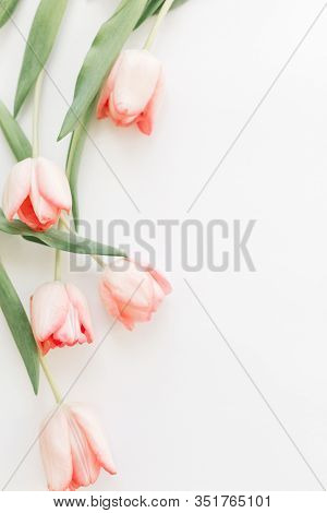 Spring Flat Lay, Vertical Image. Pink Tulips Top View On White Background With Space For Text. Sprin