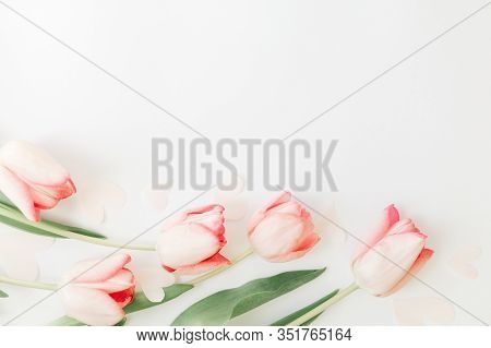 Spring Flat Lay. Pink Tulips On White Background With Space For Text. Spring Flowers, Stylish Tender
