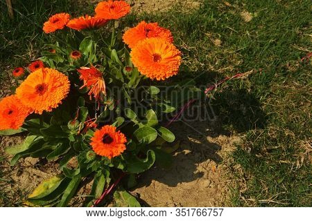 Close Up Beautiful Indian Calendula Officinalis, Pot Marigold, Rubbles, Common Marigold Or Scotch Ma