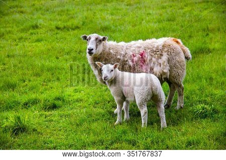 Sheep And Lamb Pasture On The Green Field. Ewe Sheep And Single Lamb Looking On Spring Grass. Sheeps