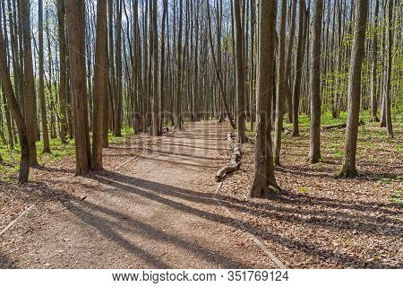 Footpath In The Spring Forest. Bitsa Park, Moscow, Russia. Sunny Day At The End Of April.