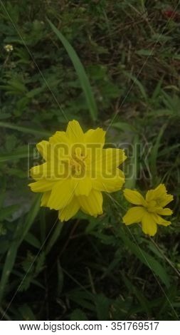 Image Of Yellow Flowers Are Planted In The Afternoon With Cool Air