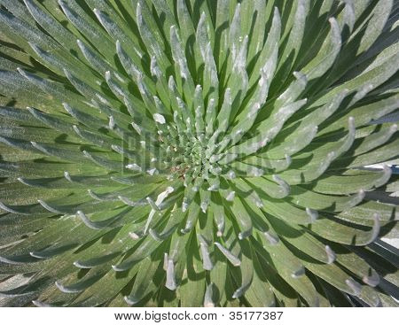 Silversword yukarıdan aşağıya görünümü