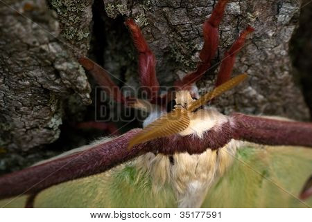 ルナ蛾クローズ アップ ヘッド ショット