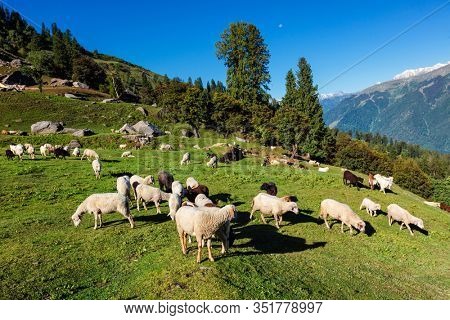 Flock of sheep in the Himalayas mountains. Kullu Valley, Himachal Pradesh, India