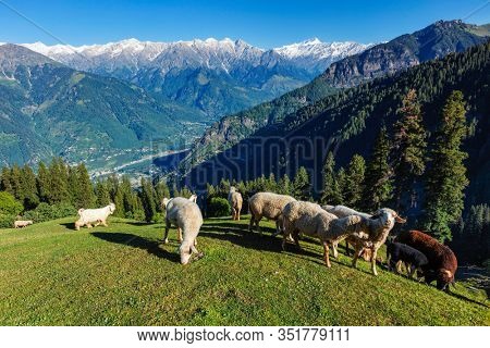 Flock of sheep in the Himalayas mountains. Kullu Valley, Himachal Pradesh, India