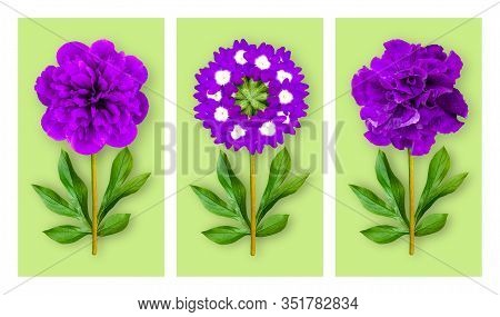 Three Offbeat Flowers On A Light Green Background. Composition Of Purple Petunias, Verbena And Peony