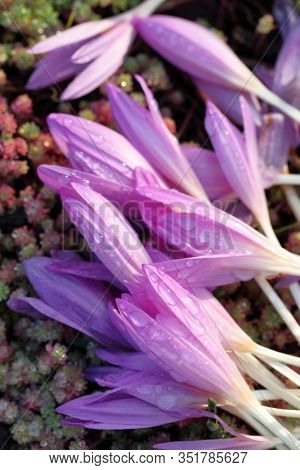 Purple crocus flowers frozen out by the cold spell in a garden