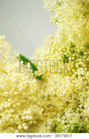 Meadowsweet buket