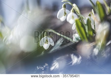 Tender Spring Flowers Snowdrops Harbingers Of Warming Symbolize The Arrival Of Spring. White Bloomin