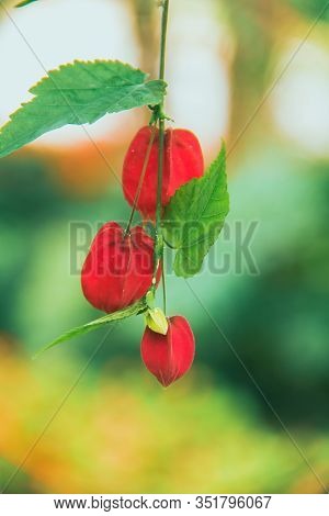 Trailing Abutilon The Flowers Are Orange-yellow And Have A Red Base. Is An Ornamental Plant That Is 