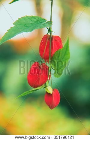Trailing Abutilon The Flowers Are Orange-yellow And Have A Red Base. Is An Ornamental Plant That Is 