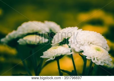 Chrysanthemum White Leucanthemum Meaning Love, Luck, Have Lasting Love
