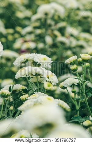 Chrysanthemum White Leucanthemum Meaning Love, Luck, Have Lasting Love