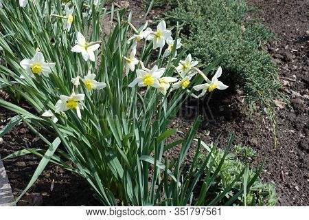 Many White Flowers Of Narcissuses In April