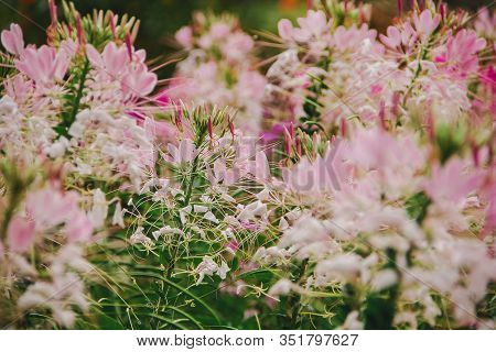 CLEOME SPINOSA LINN is another beautiful flower. Fast growing and therefore planted