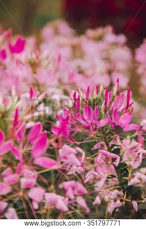 CLEOME SPINOSA LINN is another beautiful flower. Fast growing and therefore planted