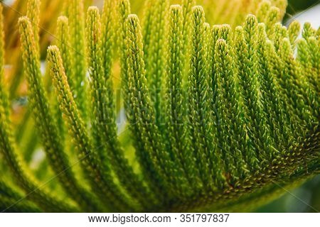 Norfolk Island Pine Leaves, Norfolk Island Pine Is A Kind Of Ornamental Pine That Is Popular To Plan