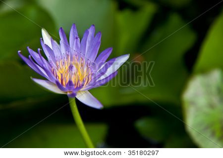 紫色莲花