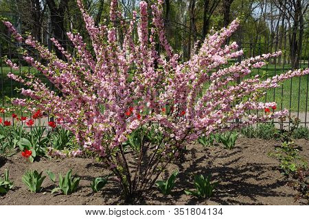 Prunus Triloba Multiplex In Full Bloom In April