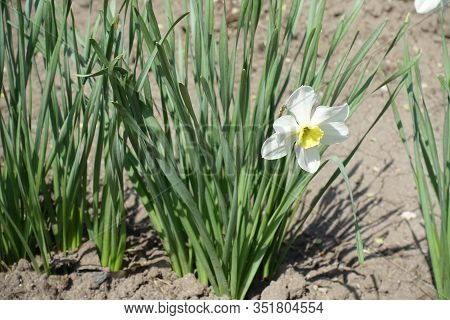 Single White Flowers Of Narcissus In April