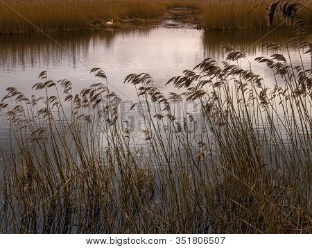 Wetland Habitat With Reeds And Open Water At Far Ings Nature Reserve, North Lincolnshire, England