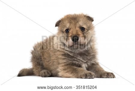 Young Mongolian wolf, or grey wolf, one month old, isolated