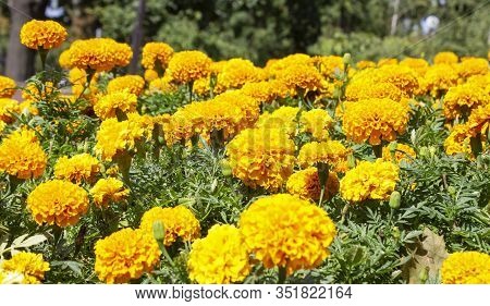 Orange Flower. Flower In Garden At Sunny Summer Or Spring Day. Flower For Postcard Beauty Decoration