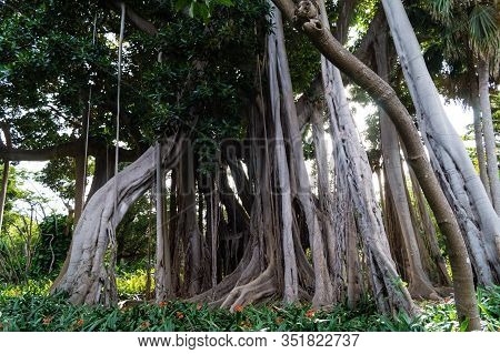 Ficus Macrophylla Columnaris The Giant Fig Tree With Air Roots