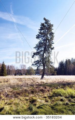 SolitÃ¤r-Baum