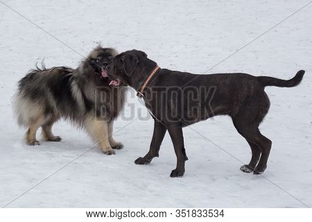 Deutscher Wolfspitz And Italian Mastiff Puppy Are Standing In The Winter Park. Pet Animals.