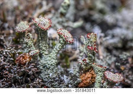 Lichen Cladonia Coccifera. Green-red Lichen. Selective Focus. Photo Made In North Of Norway On The C