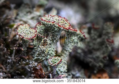 Lichen Cladonia Coccifera. Green-red Lichen. Selective Focus. Photo Made In North Of Norway On The C